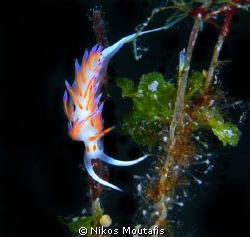 flabellina 1"length - shooting with canon 5D mk II + sigm... by Nikos Moutafis 